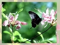 Butterfly kucheza online