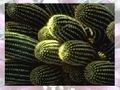 Cactus kucheza online