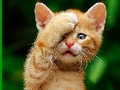 Cute cat kucheza online