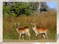 Deer puzzle kucheza online