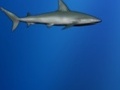 Lost Shark kucheza online