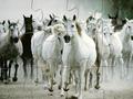 White Horse Jigsaw kucheza online