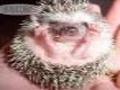 Mawe hedgehog kucheza online